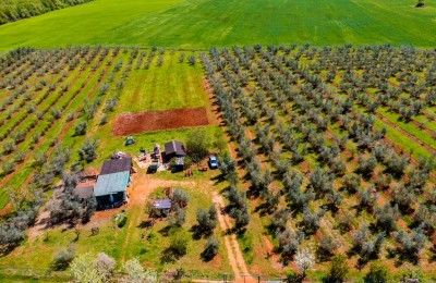 An olive grove in the vicinity of Novigrad