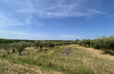 Građevinsko zemljište u Bujama s pogledom na more